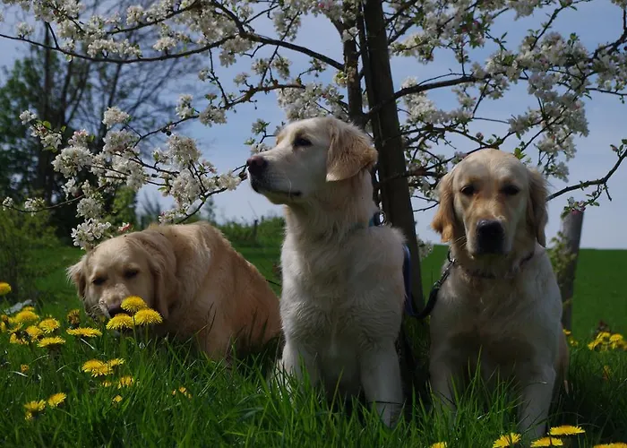 לינה וארוחת בוקר La Bonne Esperance